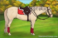 Horse Color:Gold Champagne Dun Appaloosa 