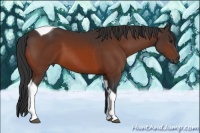 Horse Color:Bay Tobiano 