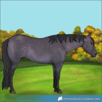 Horse Color:Brown Dun 