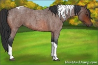 Horse Color:Bay Roan Tobiano