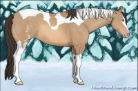 Horse Color:White Spotted Amber Champagne Tobiano