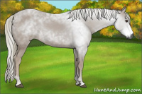 Horse Color:Gray Chestnut 