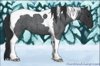 Horse Color:Blue Roan Tobiano 
