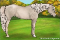 Horse Color:Chocolate Palomino Pearl