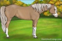 Horse Color:Palomino Splash 