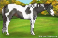 Horse Color:Liver Chestnut Sabino Tobiano 