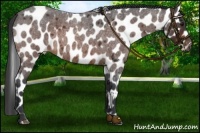 Horse Color:Brown Roan Appaloosa