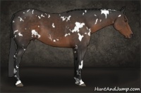 Horse Color:White Spotted Liver Chestnut
