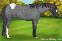 Horse Color:Blue Roan Varnish 