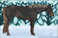 Horse Color:Liver Chestnut