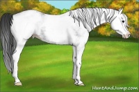 Horse Color:White Spotted Black Splash 