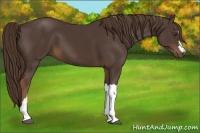 Horse Color:Liver Chestnut 