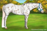 Horse Color:Palomino Appaloosa  and Palomino Appaloosa 