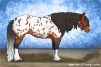 Horse Color:Brown Appaloosa and Brown Splash Appaloosa