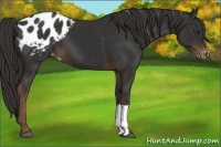 Horse Color:Liver Chestnut Appaloosa