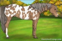 Horse Color:Chocolate Palomino Near Leopard 