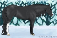 Horse Color:Black  and Black 