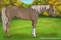 Horse Color:Chocolate Palomino 