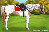 Horse Color:Chestnut Tobiano Appaloosa