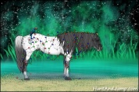 Horse Color:White Spotted Blue Roan Appaloosa 