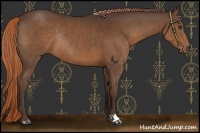 Horse Color:Liver Chestnut Rabicano 