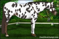 Horse Color:Liver Chestnut Near Leopard 