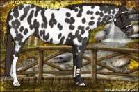 Horse Color:Liver Chestnut Appaloosa