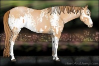 Horse Color:White Spotted Bay Pearl  and White Spotted Bay Pearl 