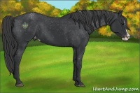 Horse Color:Black Splash Appaloosa