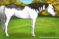 Horse Color:Liver Chestnut Sabino Splash Rabicano 