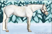 Horse Color:Palomino Near Leopard and Gold Cream Champagne Near Leopard