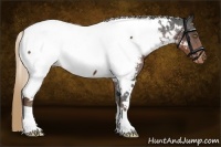 Horse Color:White Spotted Liver Chestnut Appaloosa 