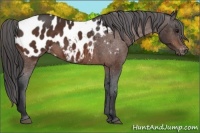 Horse Color:Brown Appaloosa 