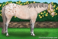Horse Color:Bay Appaloosa  and Bay Appaloosa Rabicano 