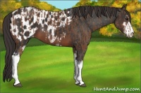 Horse Color:Bay Tobiano Blanket  and Brown Sabino Near Leopard 