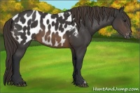 Horse Color:Buckskin Appaloosa