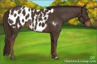 Horse Color:Liver Chestnut Appaloosa