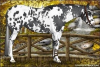 Horse Color:White Spotted Black Sabino Blanket 