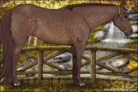 Horse Color:Chocolate Buckskin
