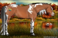 Horse Color:Bay Splash Tobiano