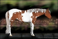 Horse Color:White Spotted Silver Brown Tobiano Rabicano 