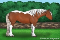 Horse Color:Silver Brown Sabino Tobiano