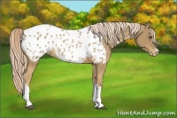 Horse Color:Palomino Appaloosa