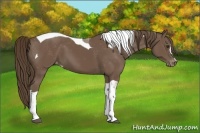 Horse Color:Buckskin Tobiano Appaloosa
