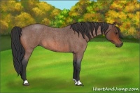 Horse Color:Bay Roan 