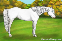 Horse Color:Gray Perlino Appaloosa