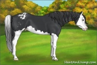 Horse Color:Black Splash Appaloosa