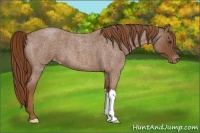Horse Color:Red Roan Appaloosa 