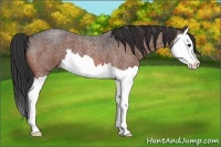 Horse Color:Bay Roan Splash