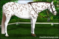 Horse Color:Red Roan Splash Near Leopard Rabicano 
